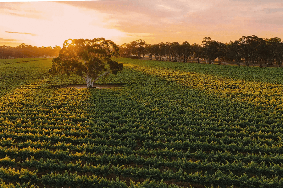 Limestone Coast Wines’ vineyard