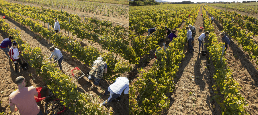Harvesting at Languedoc vineyards