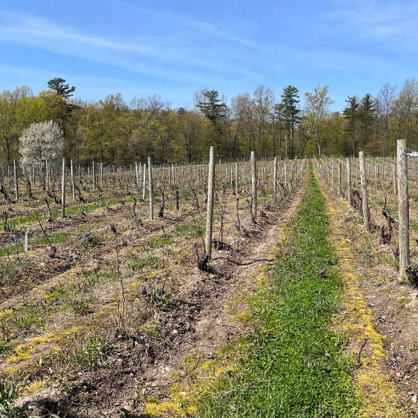 Image: Gibson Vineyard in the Finger Lakes (Trestle Thirty One’s new leased vineyard)