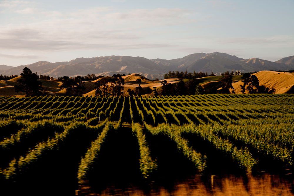 New Zealand Wine Region