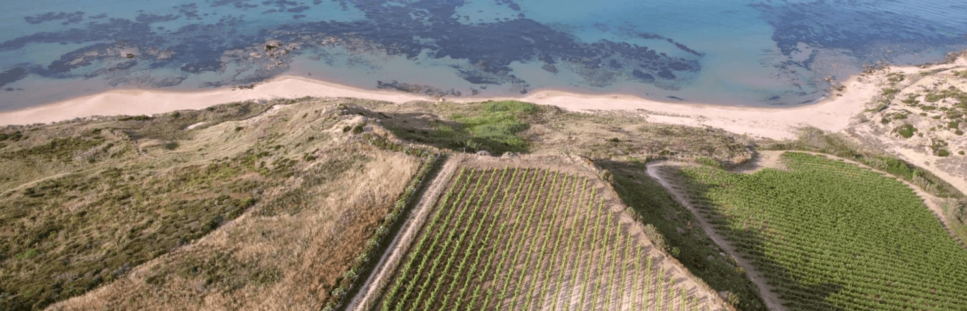 Photo for: CANTINE SETTESOLI: Sicilian Wine Cooperative