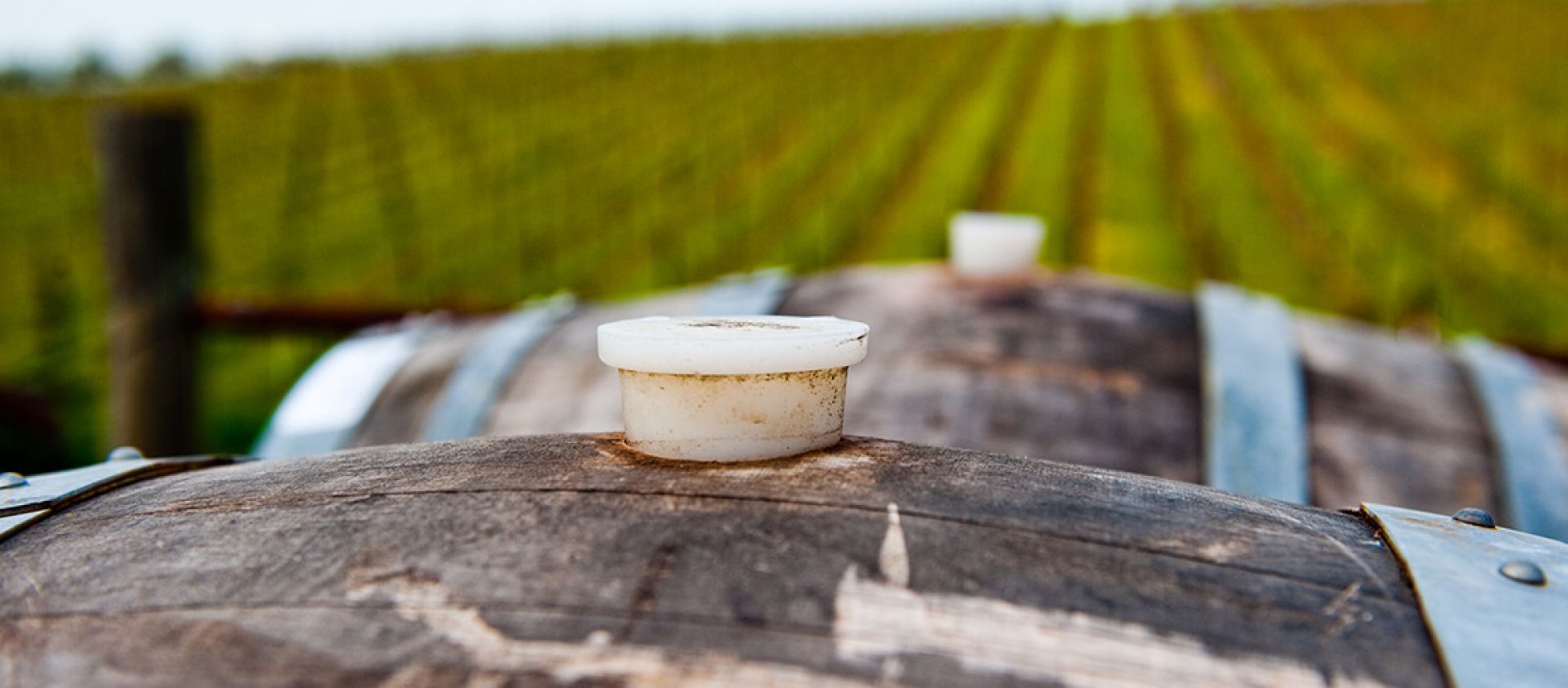 Photo for: List of Bulk Wine Suppliers in California, USA