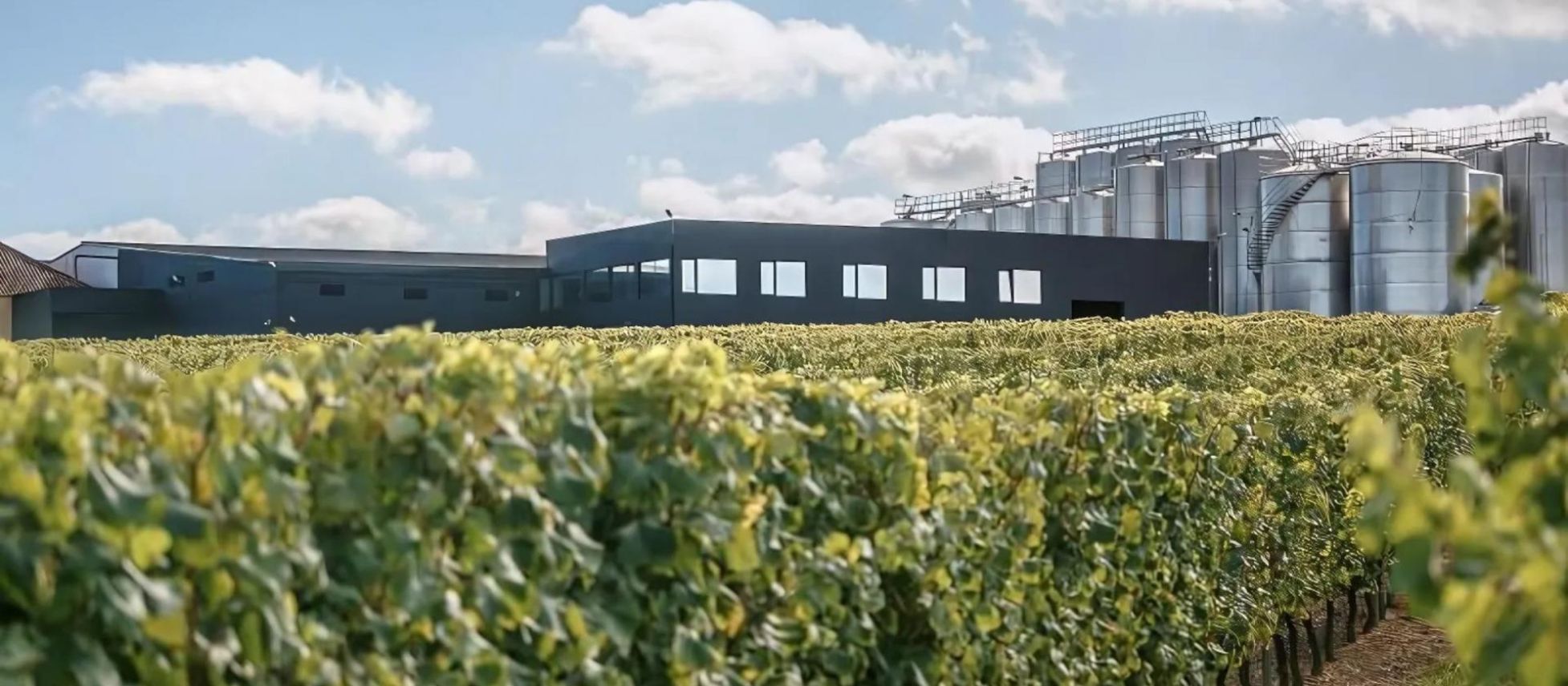 Photo for: Blends, Trends, and Markets: How Parras Wines is Adapting to the Future