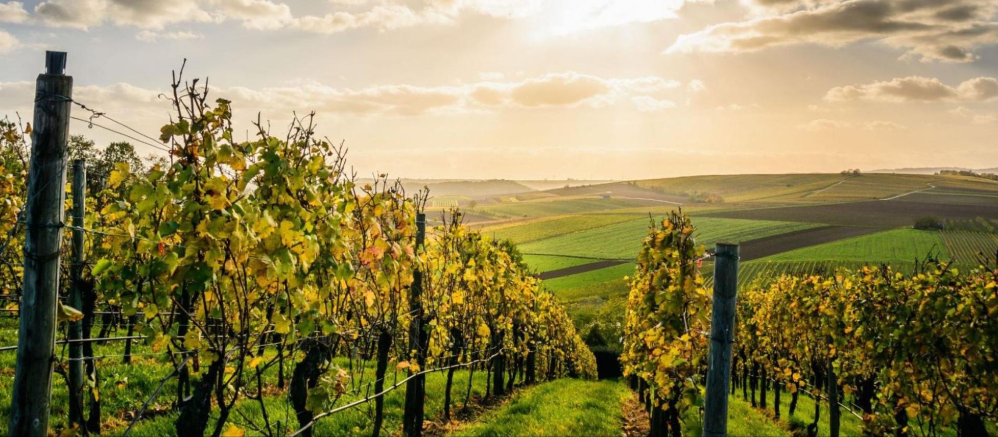 Photo for: Weather and Wine 
