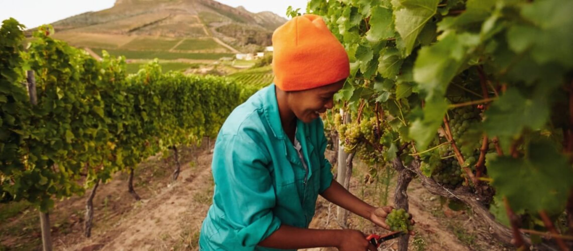Photo for: List of Bulk Wine Suppliers in Italy