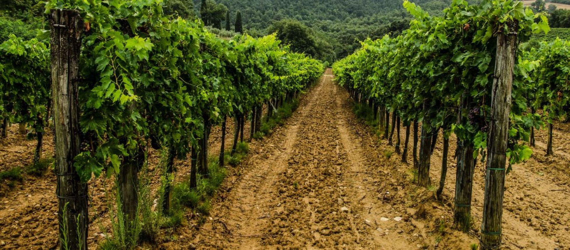 Photo for: Looking to Source Wine, Meet These Companies at International Bulk Wine and Spirt Show 2022