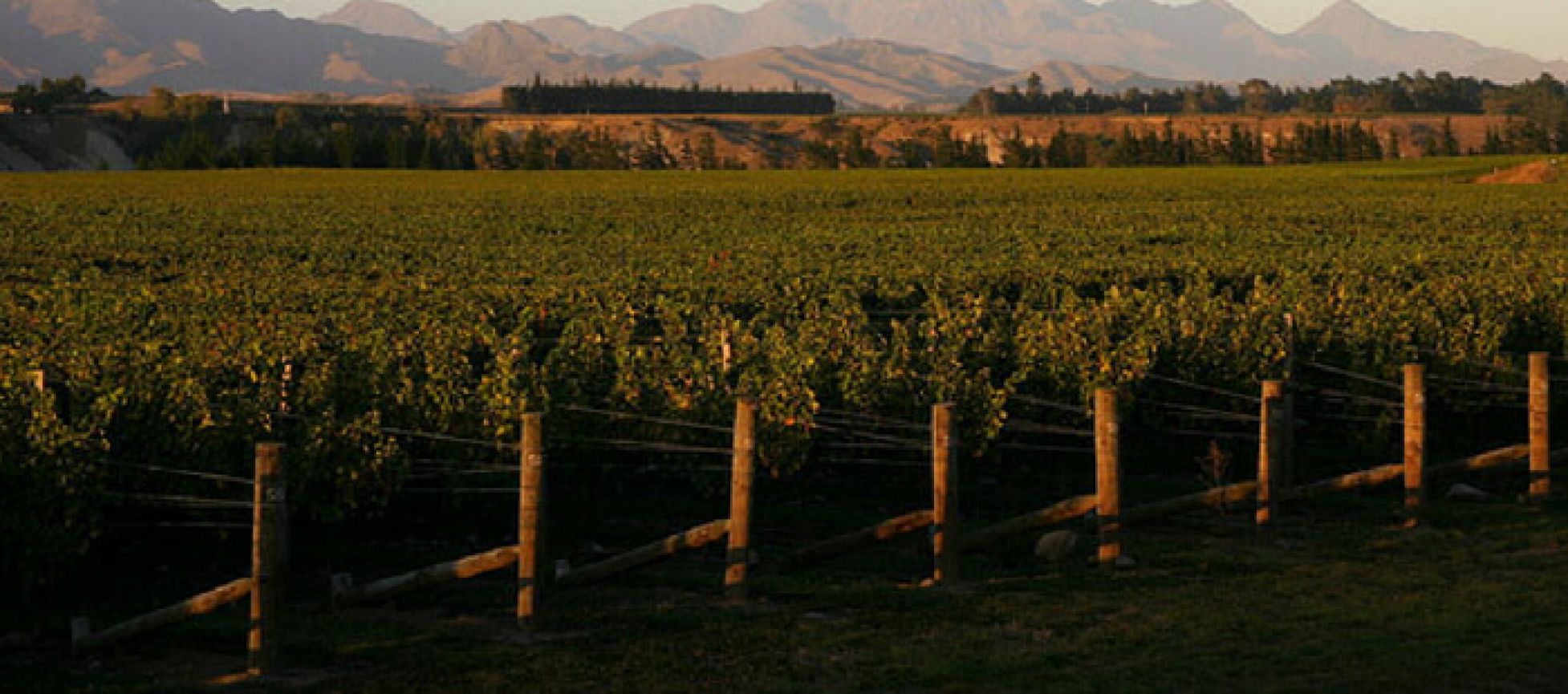 Photo for: Inception of the American Viticulture and the French Winemakers