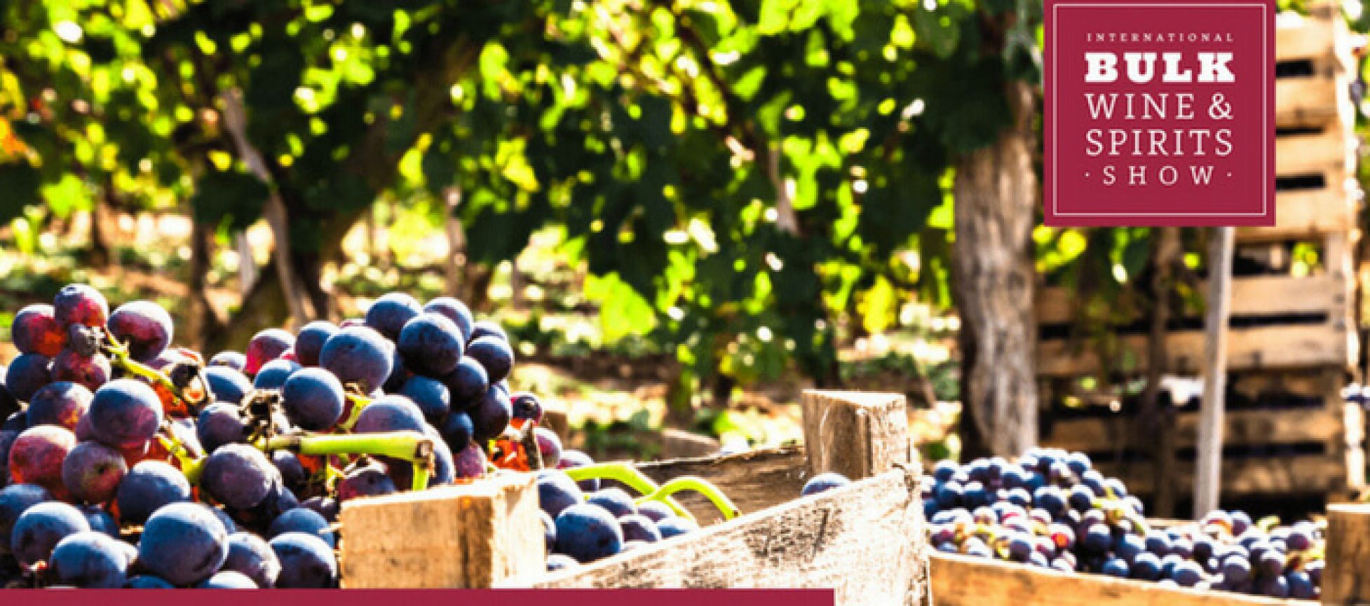 Photo for: Questions Asked by US Bulk Wine Producers