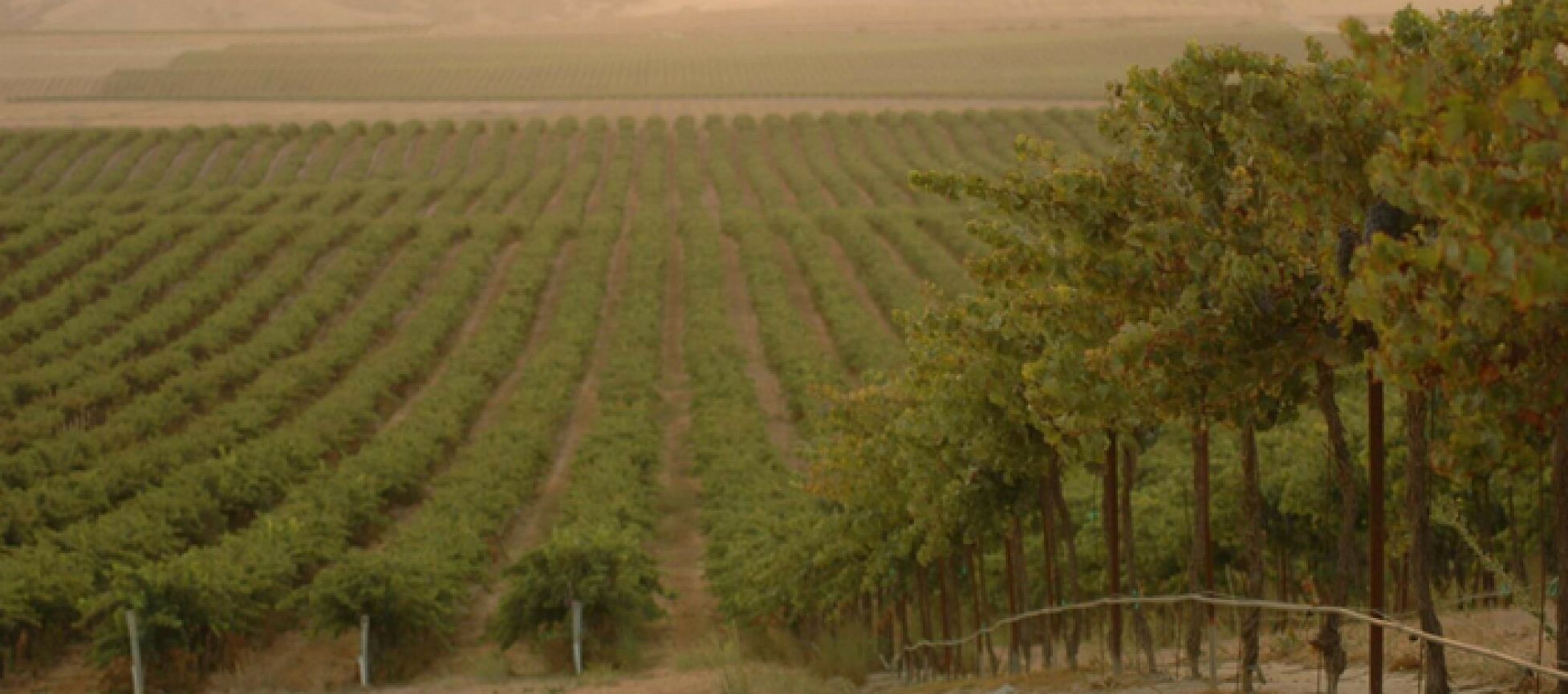 Photo for: Explore Wines from the Delicato Family Vineyards at IBWS Show