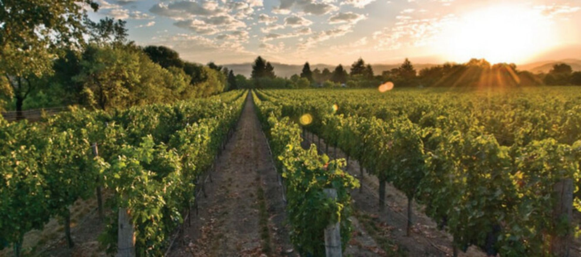 Photo for: Delicato Family Vineyards