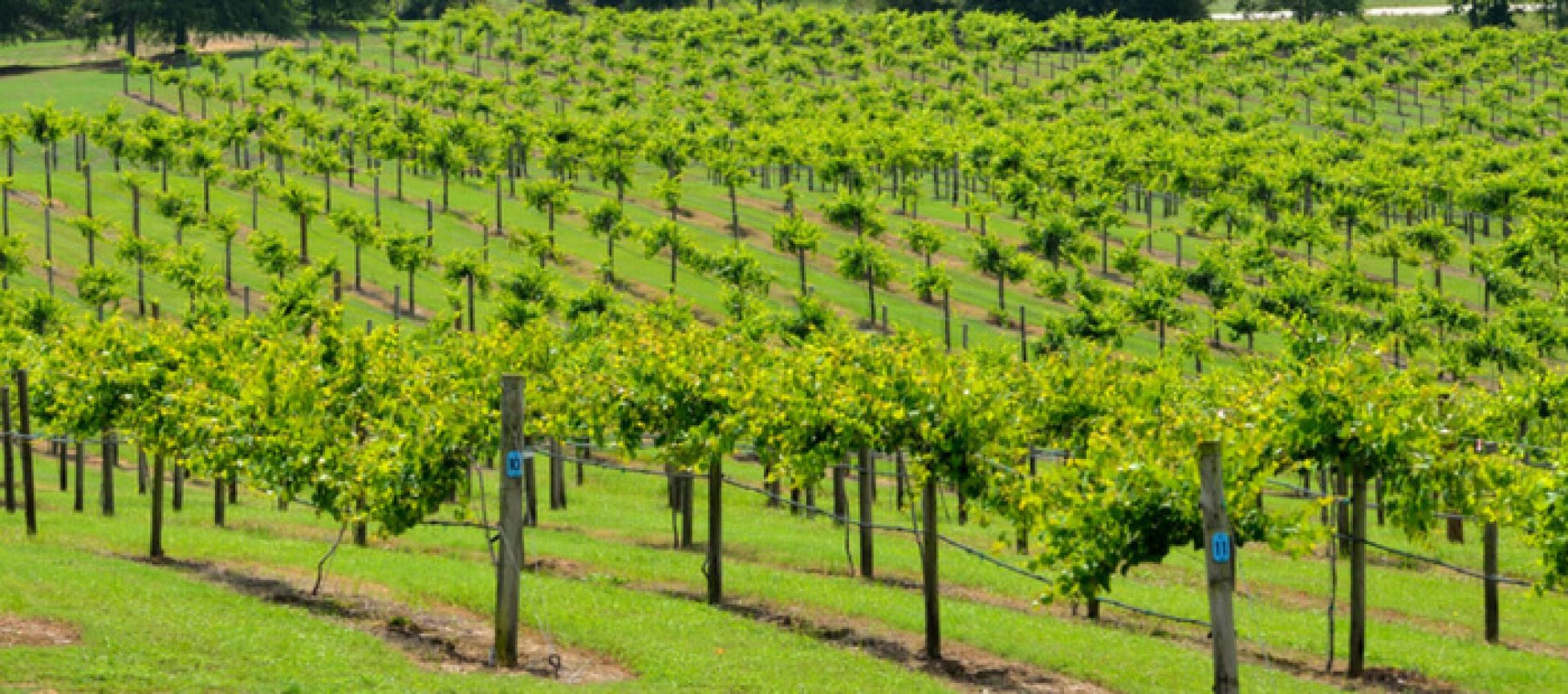 Photo for: Bear Creek Winery