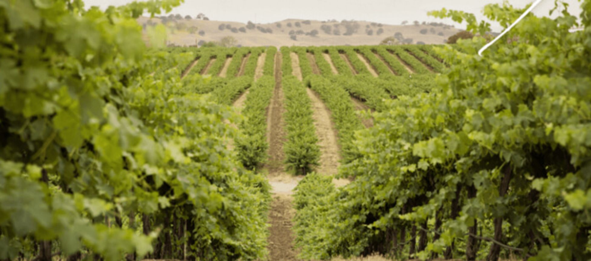 Photo for: Broken Earth Winery
