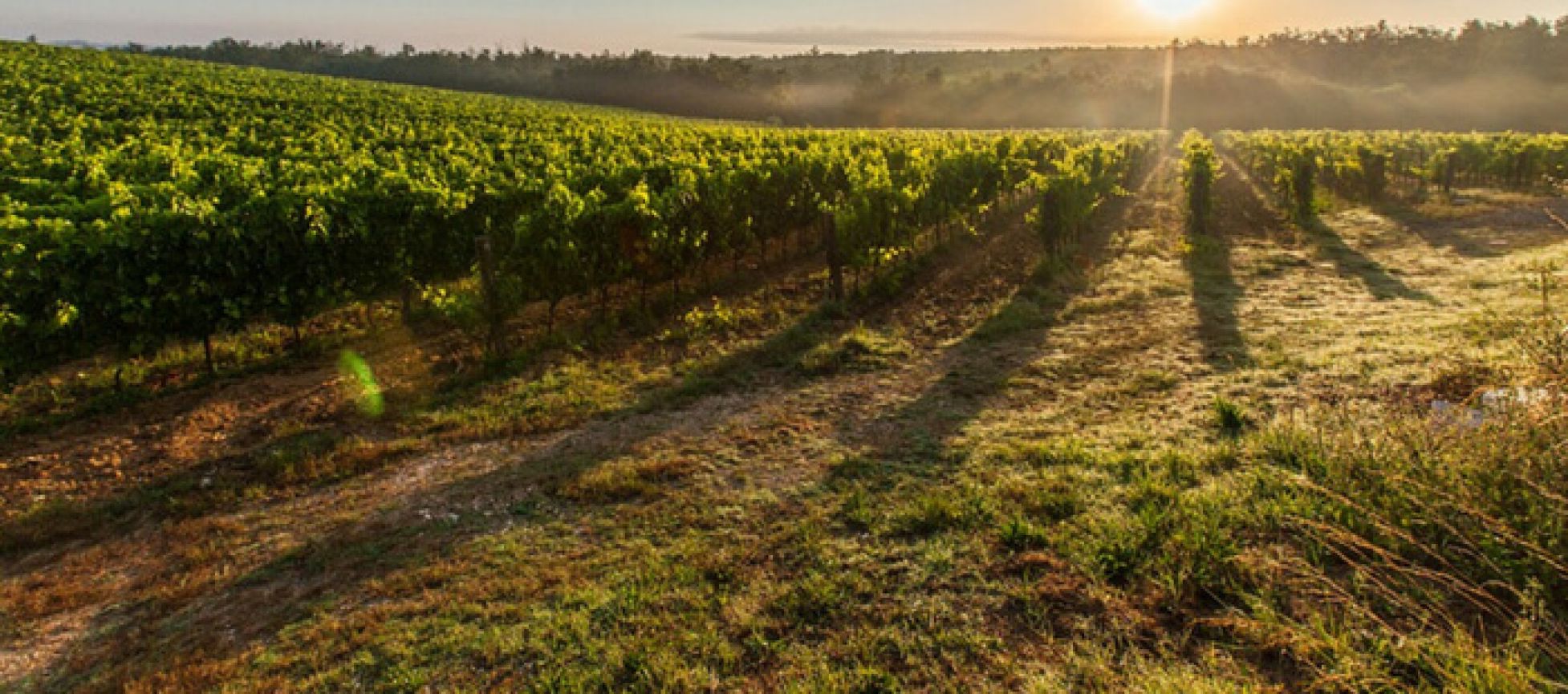 Photo for: Maison Rouge Wines