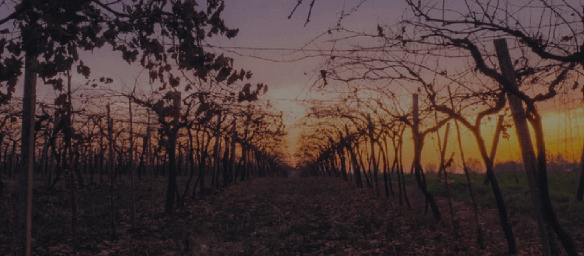 Photo for: J&S CRUSHING, LLC: Leading Supplier of Premium Washington Red & White Wines