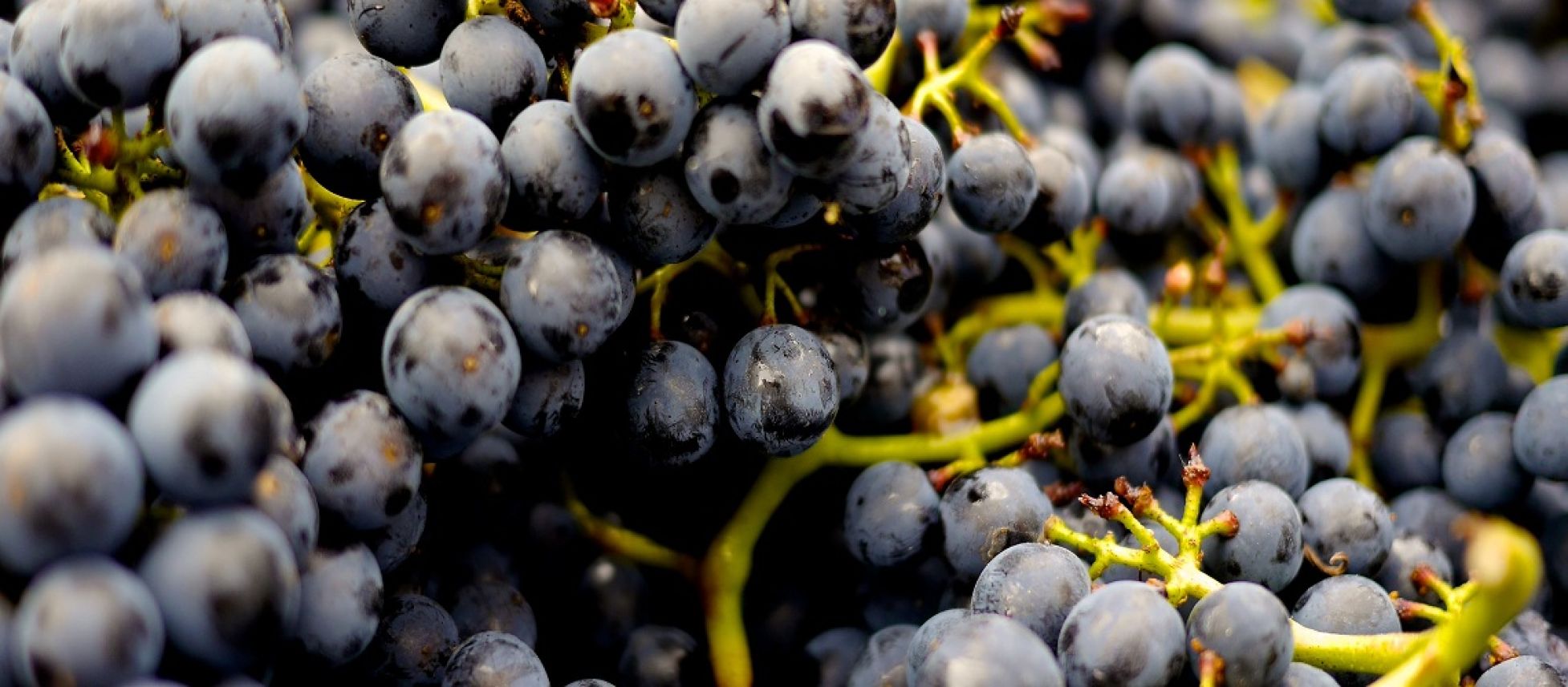 Photo for: Global Market Alert - Initial European Harvest Update