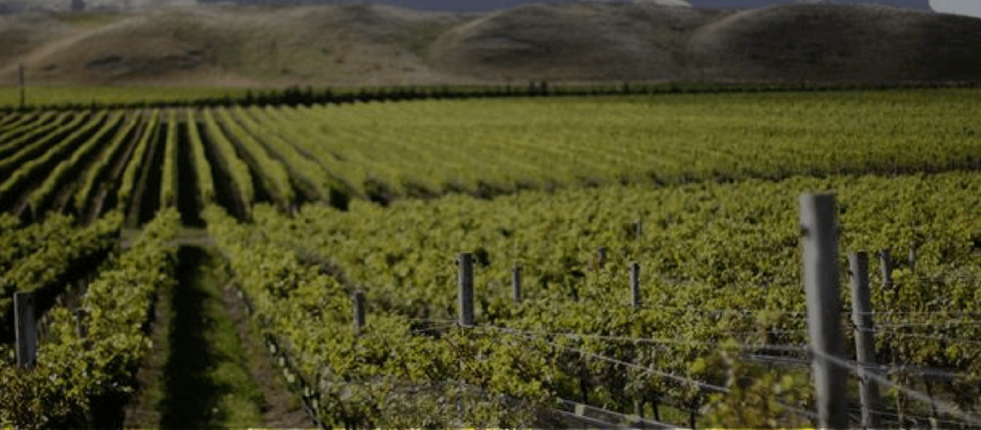 Photo for: 6 Reasons You Don’t Sell all the Wine You Make