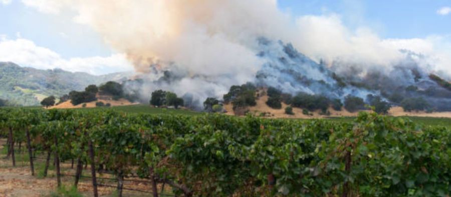 Photo for: Diving into the global wildfire crisis