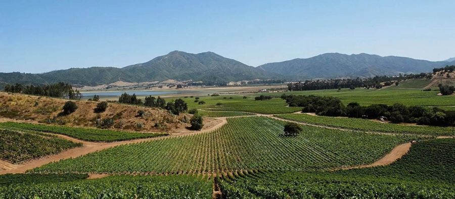 Photo for: The Bulk Wine Balancing Act: How Chilean Grape Group Stays Competitive