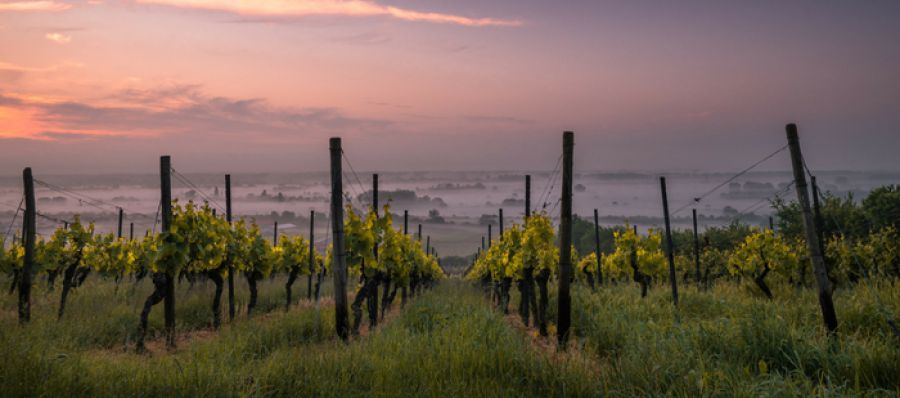 Photo for: Agajanian Vineyards and Wine Company Buys Stake in Napa Valley Distillery
