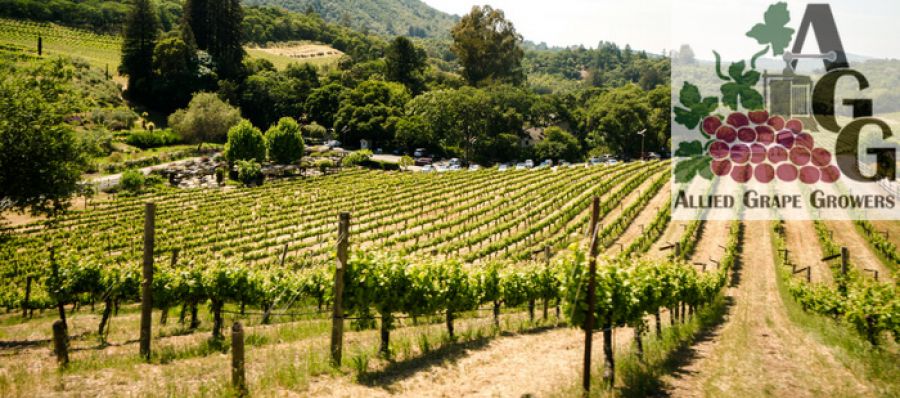 Photo for: Update On California WineGrape Crush Size