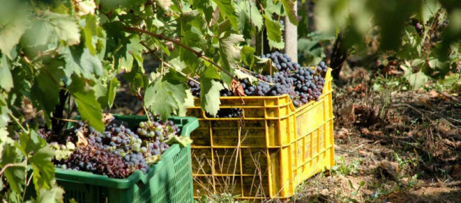 Photo for: US Australian Wine Export Report
