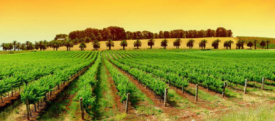 Photo for: South Australian Wine Group