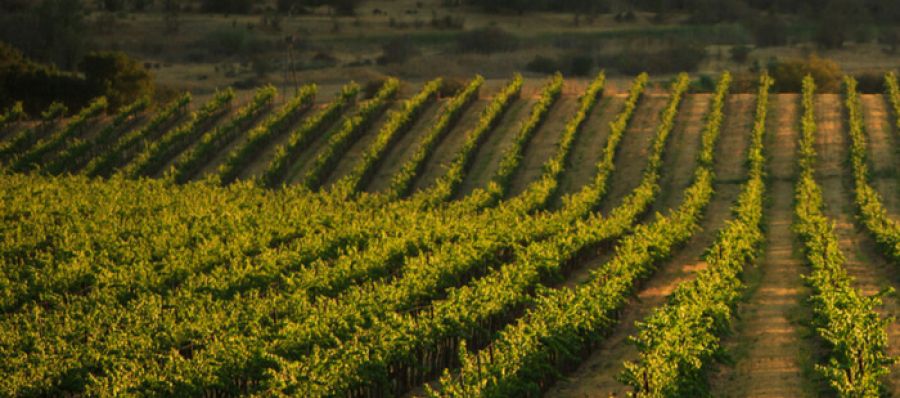 Photo for: Turrentine Brokerage - Bulk Wine and Grape Brokers