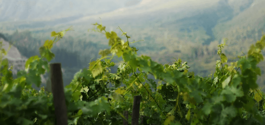 Photo for: Trasiego Wines: Producer of Premium Wines